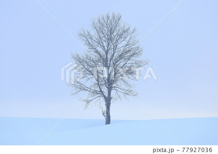 雪原の一本の木_2021.JPG  77927036