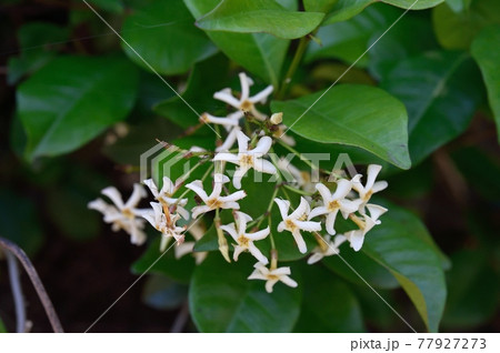 テイカカズラの花 77927273