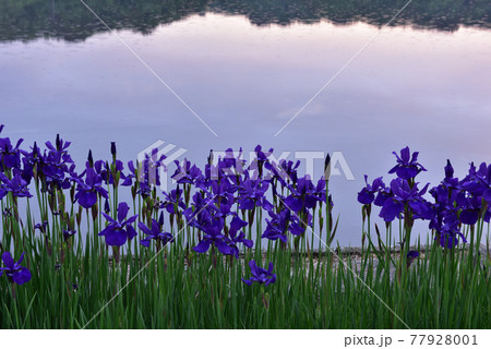 アヤメ咲く頃の雨 アヤメ咲く頃の雨 77928001