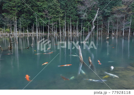 水没林の神秘的な景観 77928118