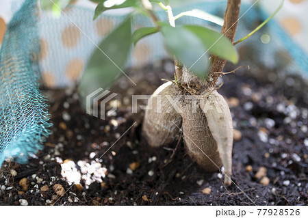 陽に当たるガジュマルの木 陽に当たるガジュマルの木 77928526