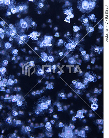 まるで星空を見ているようなベニクラゲの群れ 77928827