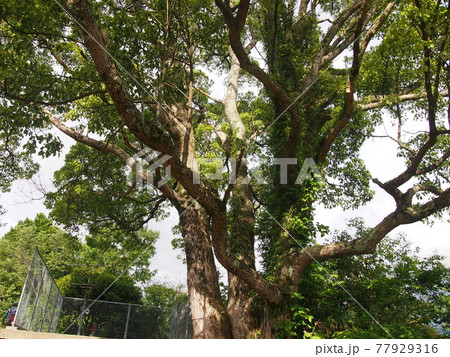 サムハラ神社奥の院 77929316