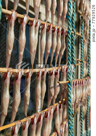 北海道_鵡川町のししゃも干し 77929526