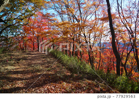 久慈男体山から袋田の滝への縦走路(紅葉している月居山山頂) 77929563
