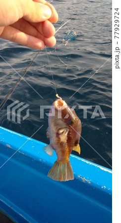 釣れたキタマクラ 77929724