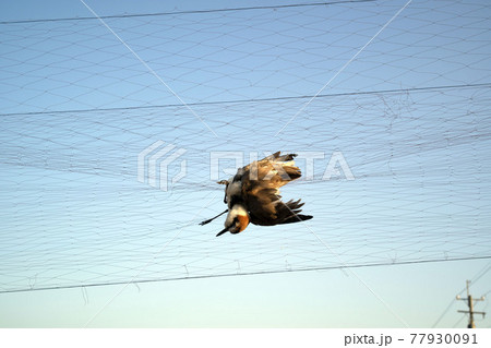 Bird catching 77930091