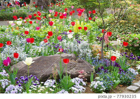 横浜フランス山の花壇の花の景色の写真素材