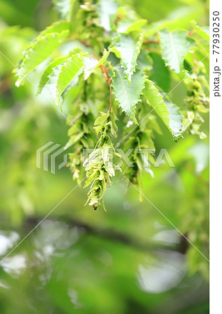 赤四手 or 赤紙垂（アカシデ）の若葉と花穂 77930250