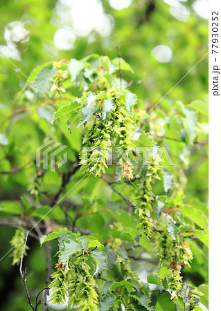 赤四手 or 赤紙垂（アカシデ）の若葉と花穂 77930252