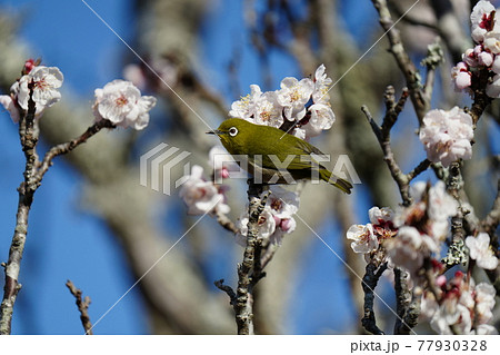 青空をバックに満開の梅の花にメジロが集まる 77930328
