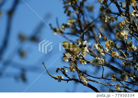 青空をバックに満開の梅の花にメジロが集まる 青空をバックに満開の梅の花にメジロが集まる 77930334