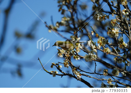 青空をバックに満開の梅の花にメジロが集まる 青空をバックに満開の梅の花にメジロが集まる 77930335
