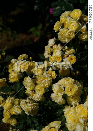満開の黄薔薇 恋きらら 満開の黄薔薇 恋きらら 77930789