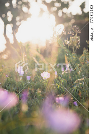 夕日が照らす先 77931138