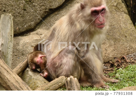 ニホンザル赤ちゃんの頭隠して尻隠さず ニホンザル赤ちゃんの頭隠して尻隠さず 77931308