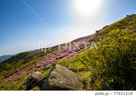 ツツジ 山 風景 77931318