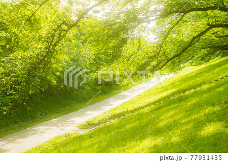 京都府八幡市背割り堤の桜の新緑を撮影 京都府八幡市背割り堤の桜の新緑を撮影 77931435
