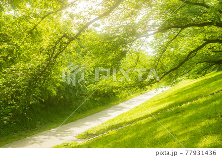 京都府八幡市背割り堤の桜の新緑を撮影 京都府八幡市背割り堤の桜の新緑を撮影 77931436