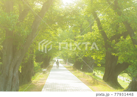 京都府八幡市背割り堤の桜の新緑を撮影 京都府八幡市背割り堤の桜の新緑を撮影 77931448