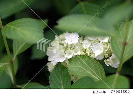 新緑の季節、咲き始めた紫陽花、初夏を彩る紫陽花、五月雨が似合う、 77931809