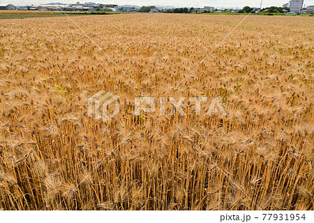 収穫当日の麦畑とそよ風 77931954