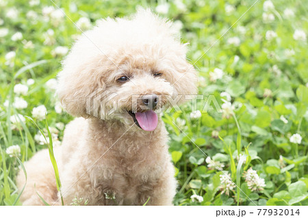 緑の中で微笑むトイプードル 77932014