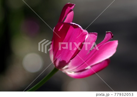 春の花チューリップ、光に照らされて透き通る花弁、濃いピンクが可愛い、 77932053