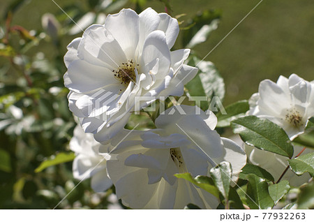 薔薇園に白い薔薇の花が咲いています。このバラの名前はアイスバーグ（シュネーヴィッチェン）です。 77932263