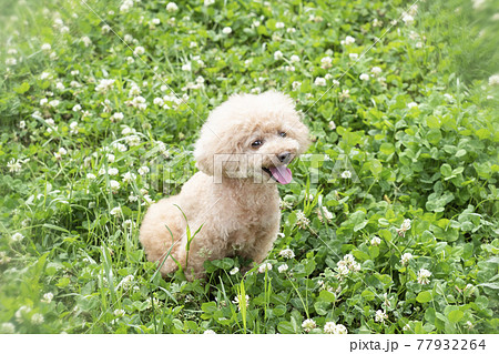 緑の中で舌を出して微笑むトイプードル 77932264