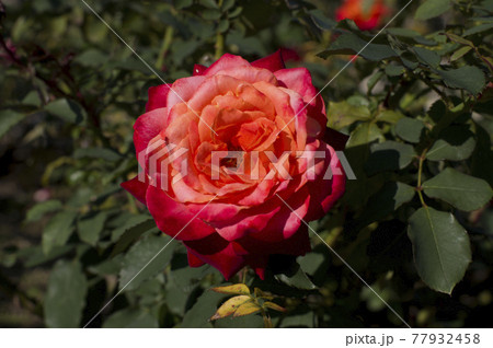 薔薇園にピンク色赤色の薔薇の花が咲いています。このバラの名前はかおりかざりです。 77932458