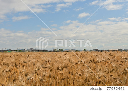 収穫前の麦畑と晴天 77932461