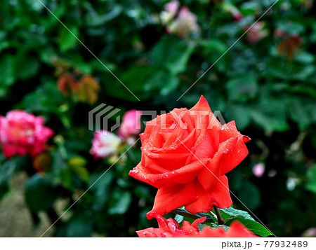 緑の中に映えるバラの花 77932489