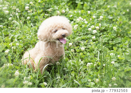 緑の中で舌を出して微笑むトイプードル 77932503