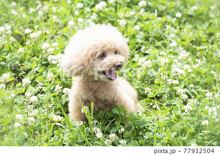 緑の中で微笑むトイプードル 77932504