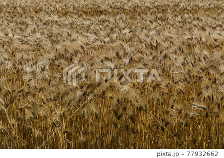 刈り取る直前の麦畑と強風 77932662