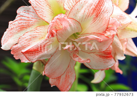 八重咲きの大輪のアマリリス（朱頂欄　シュチョウラン）　 77932673