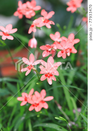 可憐な姫檜扇（ヒメヒオウギ）の花　　　 77933470