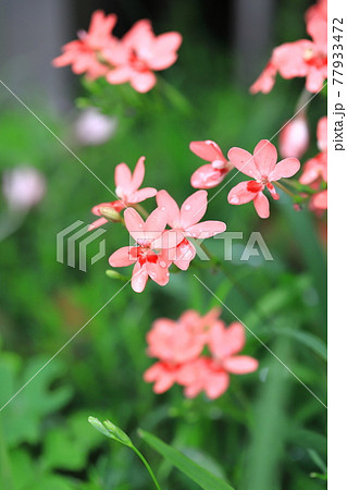 可憐な姫檜扇(ヒメヒオウギ)の花 可憐な姫檜扇(ヒメヒオウギ)の花 77933472