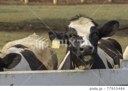Black pied cow, in the thailand, standing on green grass in a meadow pasture. 77933484