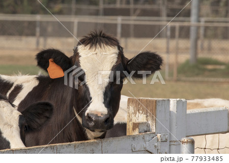 Black pied cow, in the thailand, standing on green grass in a meadow pasture. 77933485