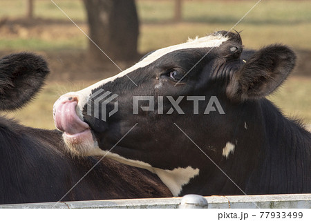 Black and white cow picture in Farm, Cow Head. 77933499