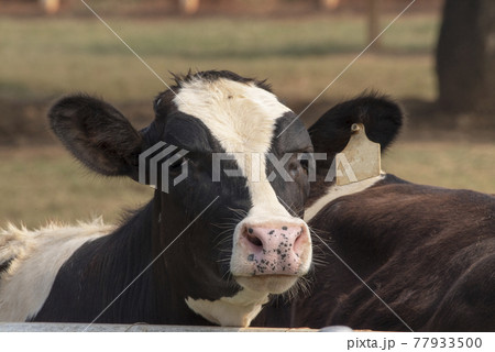 Black and white cow picture in Farm, Cow Head. Black and white cow picture in Farm, Cow Head. 77933500