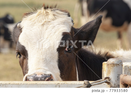 Black and white cow picture in Farm, Cow Head. 77933580