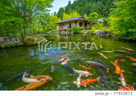 茶室と鯉　玉露の里　【静岡県】 77933673