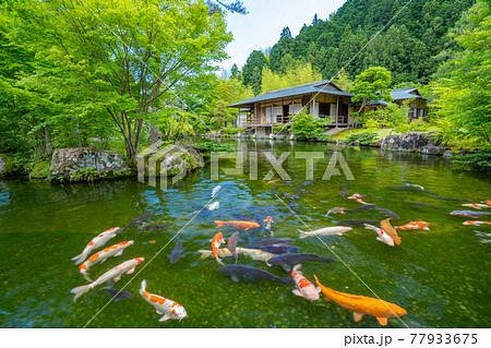 茶室と鯉　日本庭園　玉露の里　【静岡県】 77933675