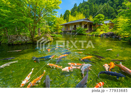 茶室と鯉 日本庭園 玉露の里 【静岡県】 茶室と鯉 日本庭園 玉露の里 【静岡県】 77933685