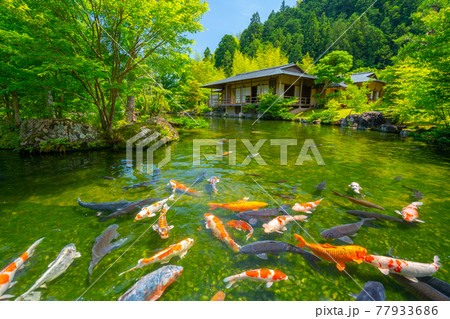 茶室と鯉 日本庭園 玉露の里 【静岡県】 茶室と鯉 日本庭園 玉露の里 【静岡県】 77933686