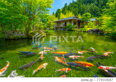茶室と鯉　日本庭園　玉露の里　【静岡県】 77933687