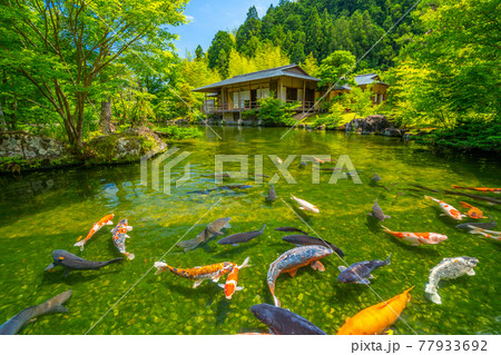 茶室と鯉 日本庭園 玉露の里 【静岡県】 茶室と鯉 日本庭園 玉露の里 【静岡県】 77933692